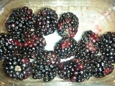 Brombeeren.JPG